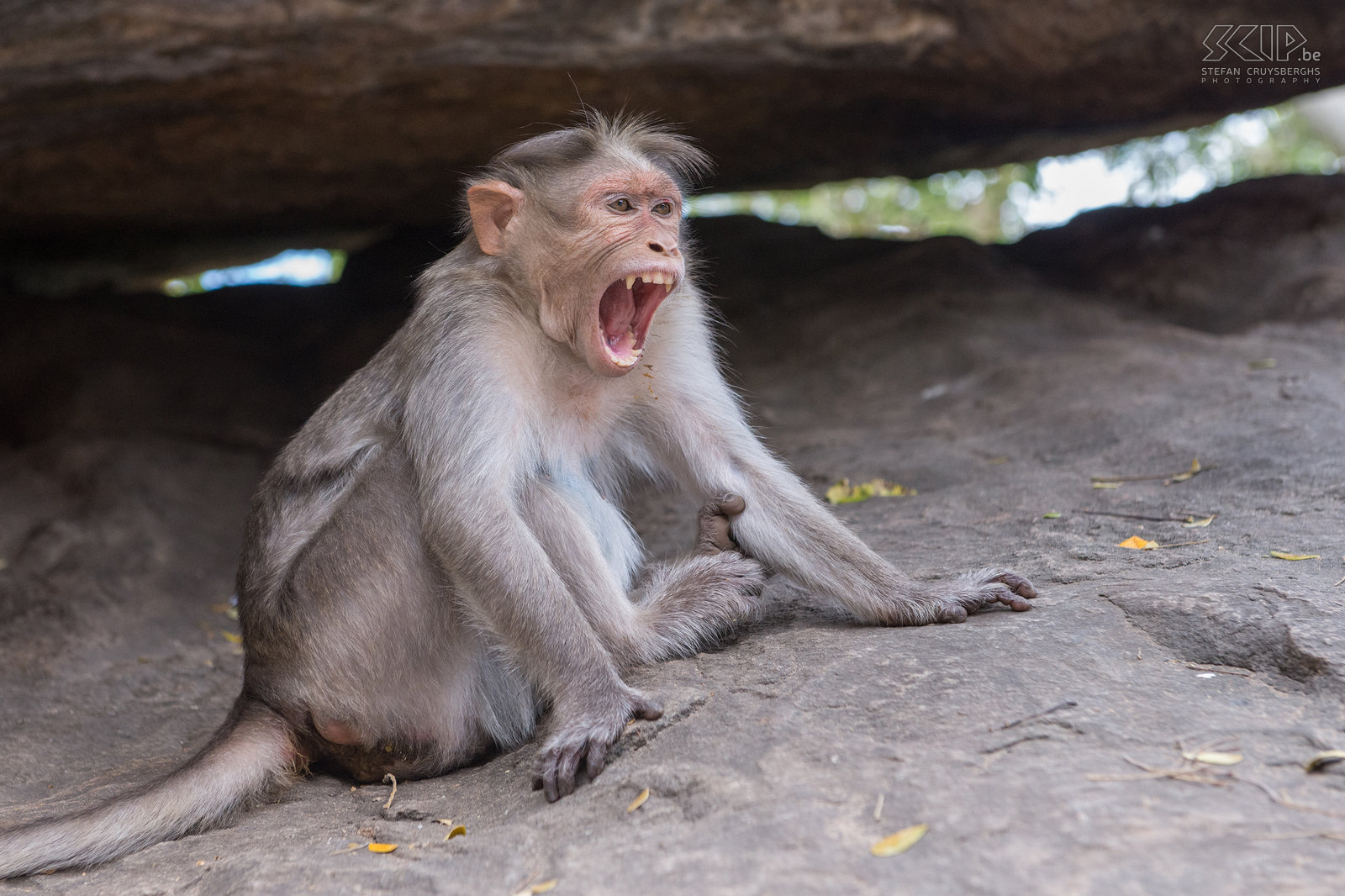 Valparai - Monkey Falls - Indische kroonaap De Indische kroonaap (Bonnet macaque, Macaca radiata) is de meest voorkomende apensoort in het zuiden van India. Ze leven in de bossen maar ook vaak nabij tempels waar ze eten krijgen van mensen.<br />
 Stefan Cruysberghs
